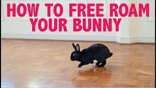 HOW TO FREE ROAM YOUR RABBIT INDOORS NO CAGE