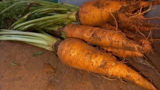 This Is an Effective Way Grow Your Own Organic Carrots From Seeds In Container