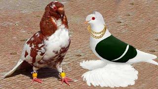 Beautiful fancy pigeons breeds - Pigeon breeding boxes - male and female pigeon Mating dance amazing