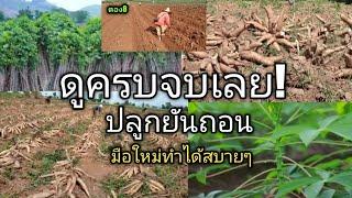 ทำไร่มันสำปะหลังไม่ยากอย่างที่คิดมือใหม่ดูแล้วทำได้เลย#ตอง8#cassava#มันสำปะหลัง