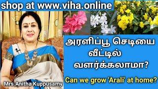 Is it dangerous to have Arali at home? in tamil அரளிப்பூ செடியை வீட்டில் வளர்க்கலாமா?