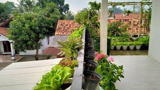 petik empat jenis selada di pagar besi teras atas #minigardenrooftop