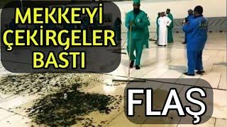 KABEYİ ÇEKİRGE VE HAMAM BÖCEKLERİ İSTİLA ETTİ - MEKKEYİ ÇEKİRGELER BASTI