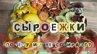 Сыроежки - вкусные грибы Как готовить? Готовим грибы ужин 🫶