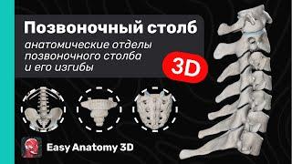 Анатомия позвоночного столба 3D  Изгибы позвоночного столба  Easy Anatomy 2024