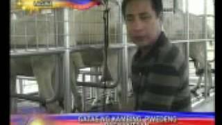 Henry Omaga Diaz Visits Alaminos Goat Farm FOR BANDILA SHOW