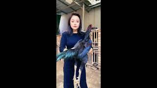 ganoi Veitnam saigon and Thailand Aseel Chickens  #killer_aseel09 #shorts