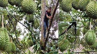 PANEN DURIAN BAWOR DISEKITAR RUMAH TEMBUS 100 JUTA