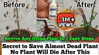 How To Revive Dying Plant  Best Solutions For Any Issue a Plant Can Have.