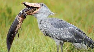 Shoebill Stork - Prehistoric Master of the Swamps Devouring Everything That Moves