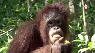 Obstparty in der Waldschule  BOS  orangutan.de