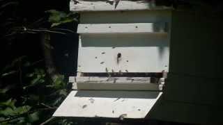 GNC Honeybees Outdoor Hive 008