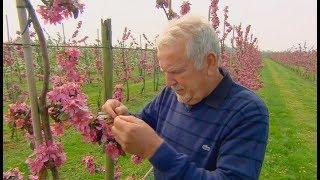 Doku HD Familienerbe NRW 14 Die Obstbauern vom Niederrhein