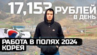 Работа в полях 2024 в Корее