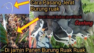 Cara Pasang Jerat Ruak Ruak Serak