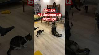 #köpek ve #kedi #arkadaş oldular artık #köpekeğitimi #gsd #dogtraining #dog