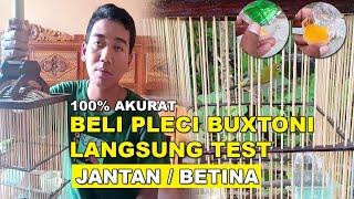 Paling Akurat  Cara Test Pleci Jantan dan Betina Bahan Atau Ombyokan 100% Ampuh