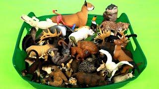 North South American Animals and Asian Australian Animal Figurines