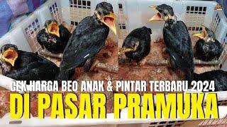 CEK HARGA BURUNG BEO ANAKAN DAN PINTAR BICARA TERBARU 2024 DI PASAR BURUNG PRAMUKA JAKARTA TIMUR