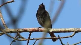 Mrka crvenrepka pjev - Black redstart call - Phoenicurus ochuros