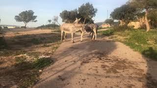 SEXO ASNAL.  La burra buscaba al burro  el burro simulaba que  la esquivaba  la burra buscaba