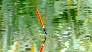 Красивая Рыбалка на Поплавок в Болоте Ловля на Матчевую и Поплавочную удочку