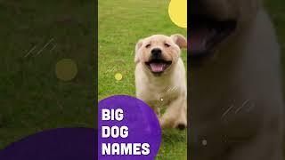 Big Dog Names #shorts