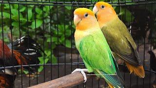 Rosy-Faced Lovebird Sounds 11 Hours - Orange Headed Opaline Green & Dark Green