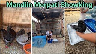 Memandikan merpati showking agar cepat bertelur