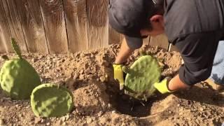 One month update of planting opuntia cactus pads aka nopal or prickly pear cactus.