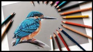 Eisvogel mit Buntstift zeichnen - 10.000 Abonnenten Livestream Special - Echtzeit Buntstift Tutorial