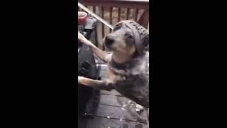 This dogs mannequin challenge