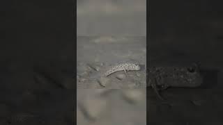 The Mudskipper Story - From Upcoming Documentary