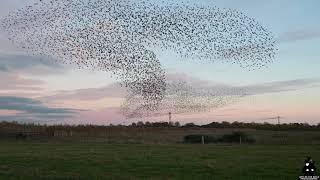 Starling Murmuration with amazing sound from the starlings.