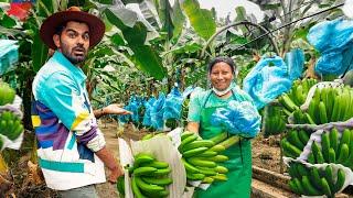 The largest Banana plantation in the world - Banana Harvesting in Ecuador 