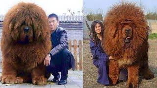 Most EXPENSIVE Dogs In The World