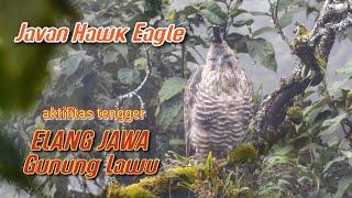 Javan hawk eagle of lawu mountain - aktifitas elang jawa saat tengger