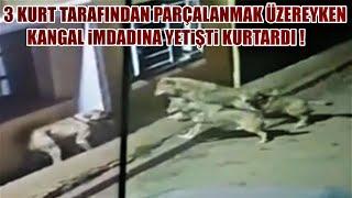 3 KURDUN PUSUYA DÜŞÜRDÜĞÜ KÖPEĞİN YARDIMINA KANGAL YETİŞTİ  KURT VE KANGAL KARŞI KARŞIYA  DEV KURT