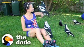 Woman Gives Toys to a Wild Magpie — and He Invites His Friends Over to Play  The Dodo Wild Hearts