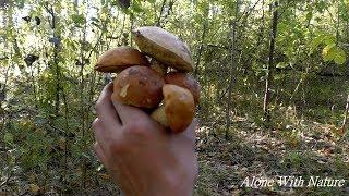 Сбор грибов 2019собираем в морозгрибы СентябряГрибов мало.Mushroom picking 2019.