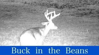 White-tailed Deer in the Soy Bean Field  Trail Cam Set to Ambient Music