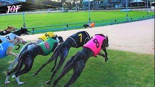 Greyhound racing - Track race