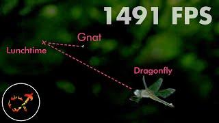 Dragonflies hunt by predicting the future