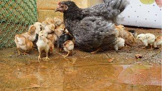 Baby chicks happy to see lake with Mother Hen