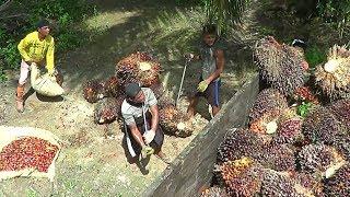 Panen kelapa sawit di Kalimantan Tengah