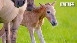 Adorable newborn foal takes first steps  - BBC