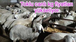 Toklu canlı kg fiyatları yükseliyor.. Büyükbaş fiyatları 3 aydır sabit gidiyor..