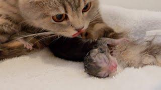 The appearance of the kitten and mother cat 10 seconds after birth was so beautiful.