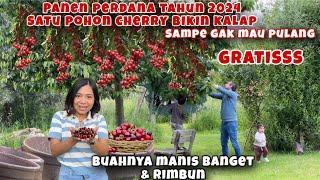 PANEN CHERRY GRATIS PERDANA 2024 SUPER MANIS BIKIN KALAP