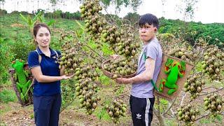 Harvest Toads - The fruit resembles an animals name Goes to the market sell - Lý Thị Hoa